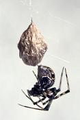 broeikasspin (achaearanea tepidariorum)